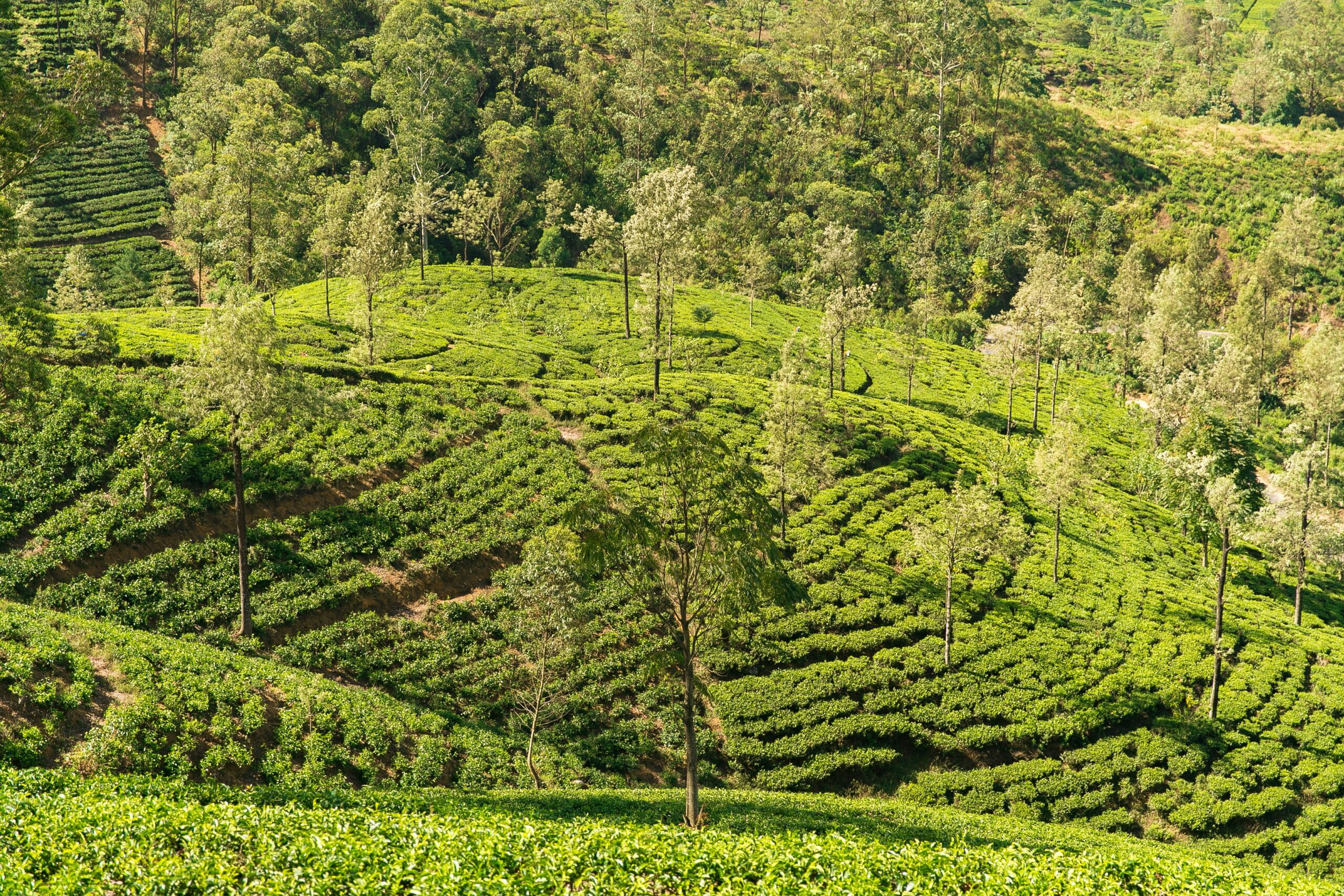 Nuwara Eliya