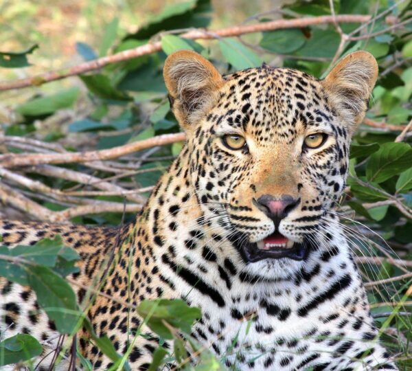 Leopard Tracking