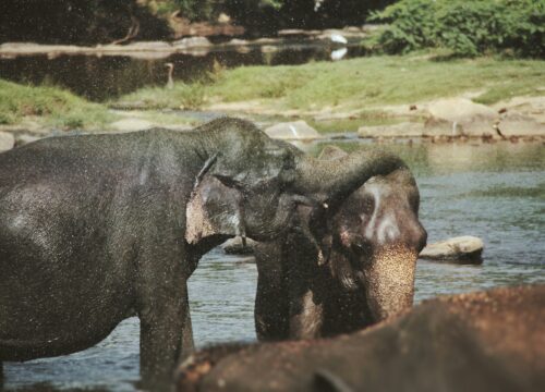 Savoring Sri Lanka: 4-Days Family Experience