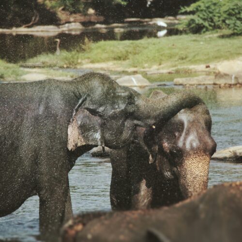 Savoring Sri Lanka: 4-Days Family Experience