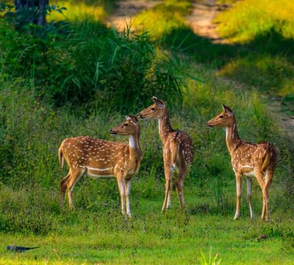 Nature and Wildlife Tours 